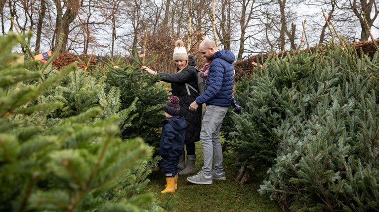 Two adults and two children amongst lines of Christmas trees